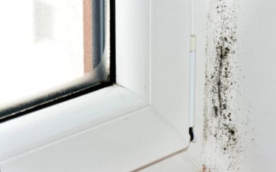 Stop Problems Before They Start: How to Prevent Mold Growth in Your Home